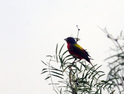 73county 306paintedbunting.jpg