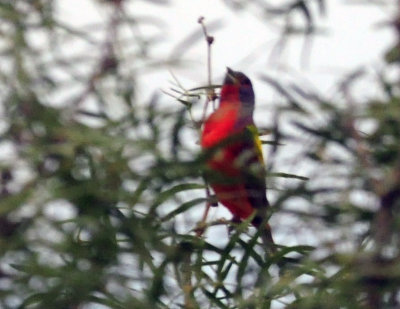 73county 314paintedbunting.jpg