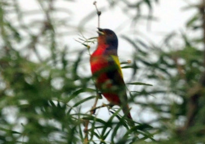 73county 316paintedbunting.jpg