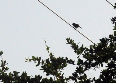 74county 017yellowbreastedchat.jpg