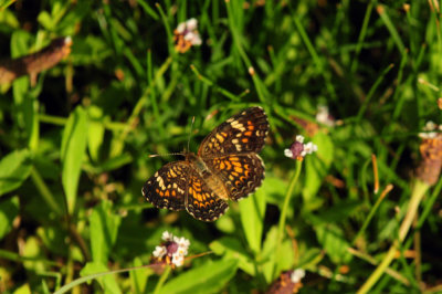 74county 032phaoncrescent.jpg