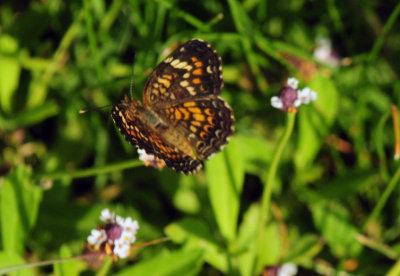 74county 033phaonfrogfruit.jpg