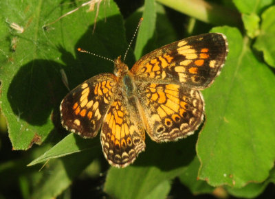 74county 042phaoncrescent.jpg