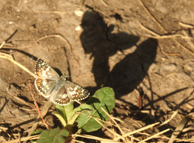 74county 052commoncheckeredskipper.jpg