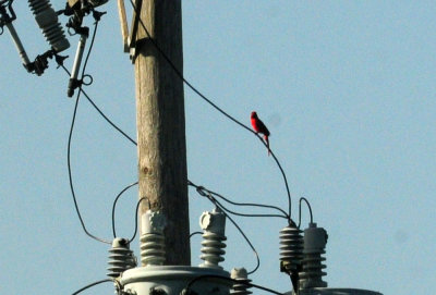 74county 065cardinal.jpg