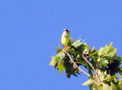 75county 007couch'skingbird.jpg