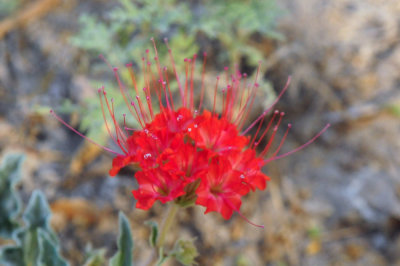 75county 017redflora.jpg