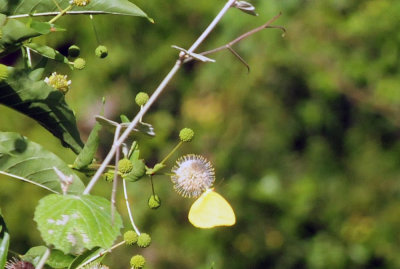 75county 044buttonbushlargeorangesulphur.jpg