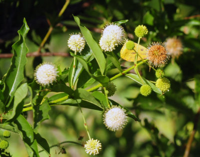 75county 048buttonbushlargeorangesulphur.jpg