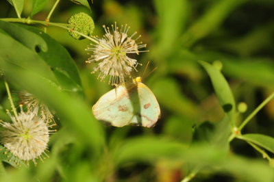 75county 054buttonbushlargeorangesulphurzzzzzzz.jpg
