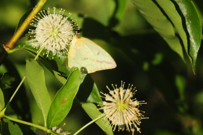 75county 072buttonbushlargeorangesulphur.jpg