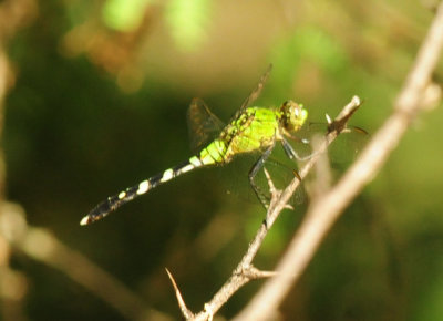 75county 089easternpondhawk.jpg