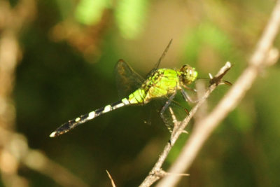 75county 092easternpondhawk.jpg