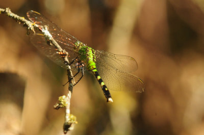 75county 097easternpondhawk.jpg
