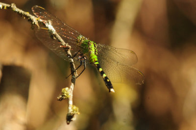 75county 098easternpondhawk.jpg
