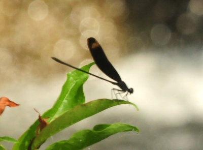 75county 100smokyrubyspot.jpg