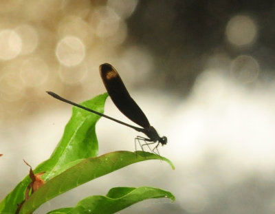 75county 103easternpondhawk.jpg