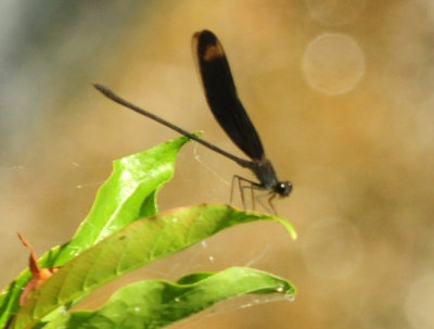 75county 119smokyrubyspot.jpg
