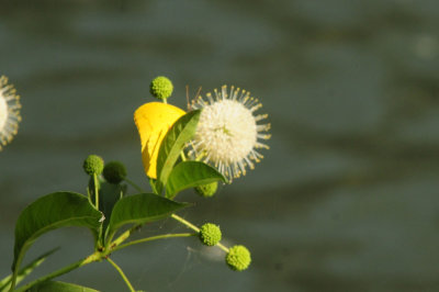75county 130largeorangesulphur.jpg