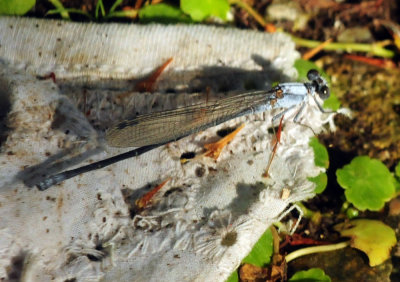 75county 135damsel.jpg