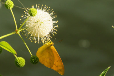 75county 147largeorangesulphur.jpg