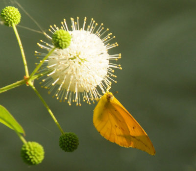75county 150largeorangesulphur.jpg
