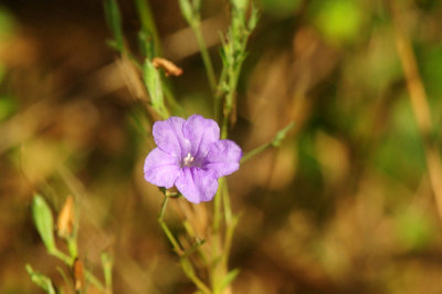 75county 151violetflora.jpg