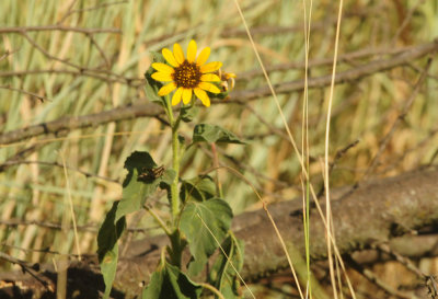 75county 165yellowflora.jpg