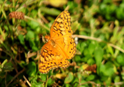 76cook's 054variegatedfritillary.jpg