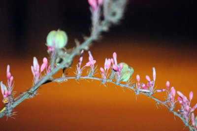 77countycooks 017pinkflora.jpg