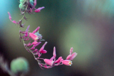 77countycooks 038pinkflora.jpg