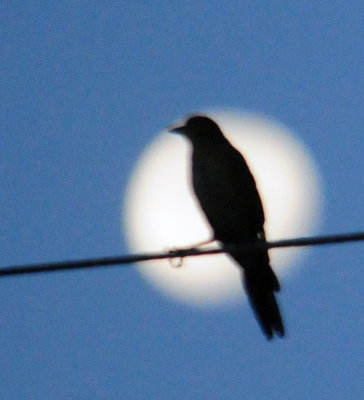 77countycooks 073greattailedgrackle.jpg