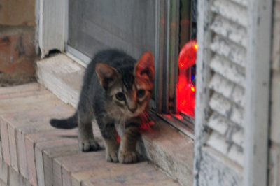 77countycooks 109kitten.jpg