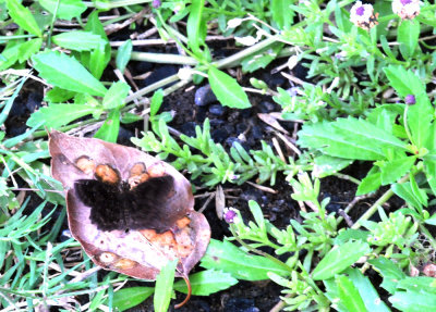 77countycooks 114mazansscallopwing.jpg