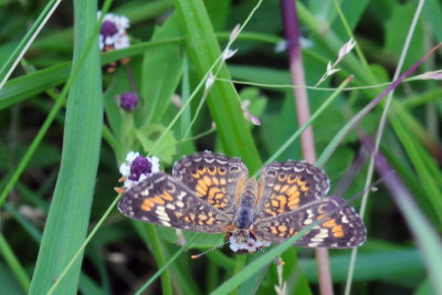 77countycooks 119phaon.jpg