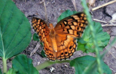 77countycooks 127variegatedfritillary.jpg