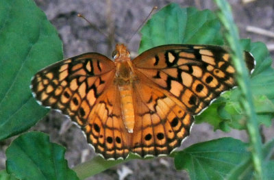77countycooks 128variegatedfritillary.jpg