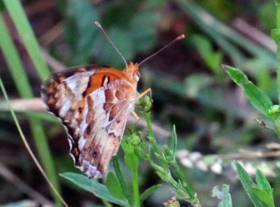77countycooks 132variegatedfritillary.jpg