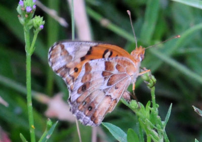 77countycooks 133variegatedfritillary.jpg