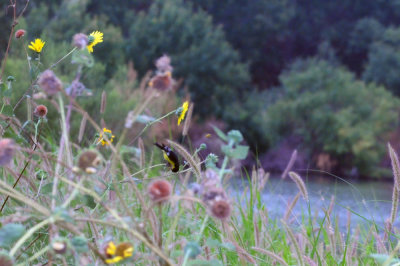 77countycooks 134lessergoldfinch.jpg
