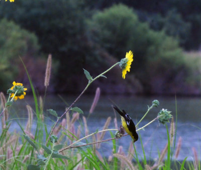 77countycooks 138lessergoldfinch.jpg