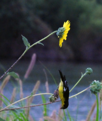 77countycooks 140lessergoldfinch.jpg