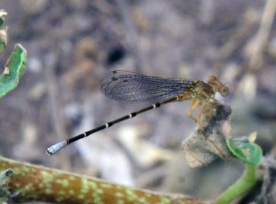 77countycooks 149damsel.jpg