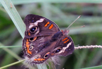 77countycooks 168commonbuckeye.jpg