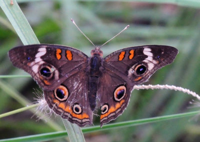 77countycooks 169commonbuckeye.jpg
