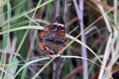 77countycooks 172commonbuckeye.jpg