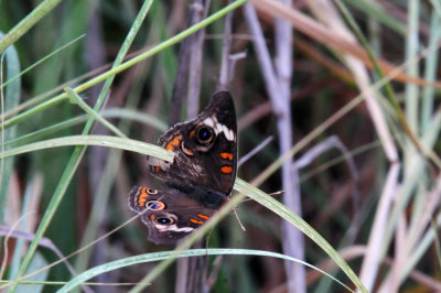 77countycooks 173commonbuckeye.jpg