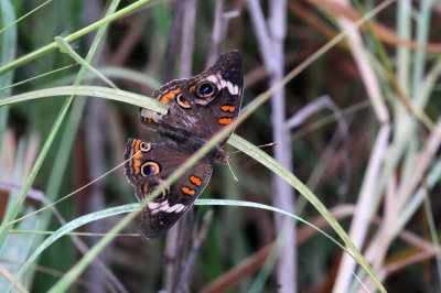 77countycooks 174commonbuckeye.jpg