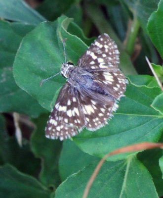 77countycooks 189commoncheckeredskipper.jpg