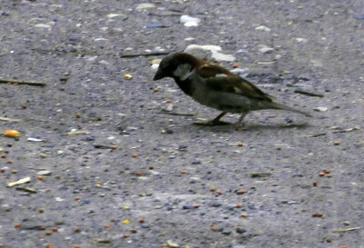 78cooks 001housesparrow.jpg